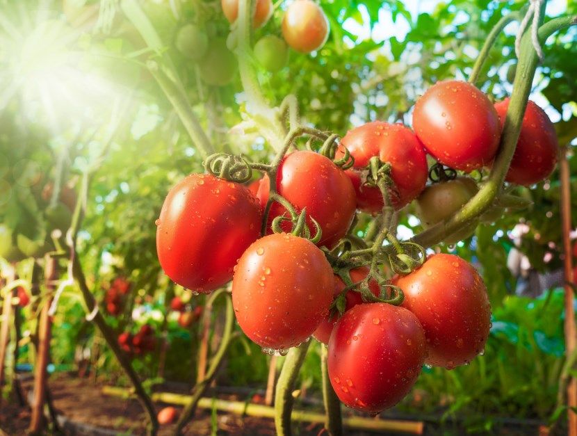 How Can Tomatoes Benefit Men?￼